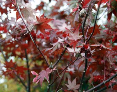 bloodgood japanese maple tree foliage