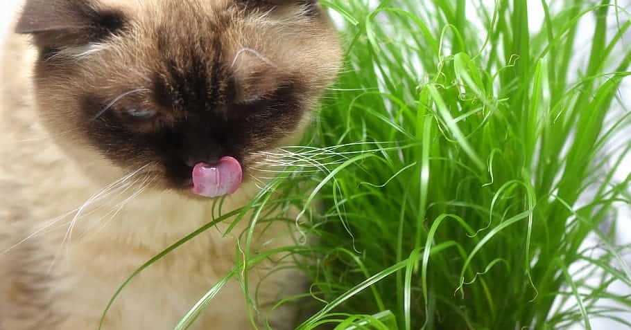 cat eating catgrass