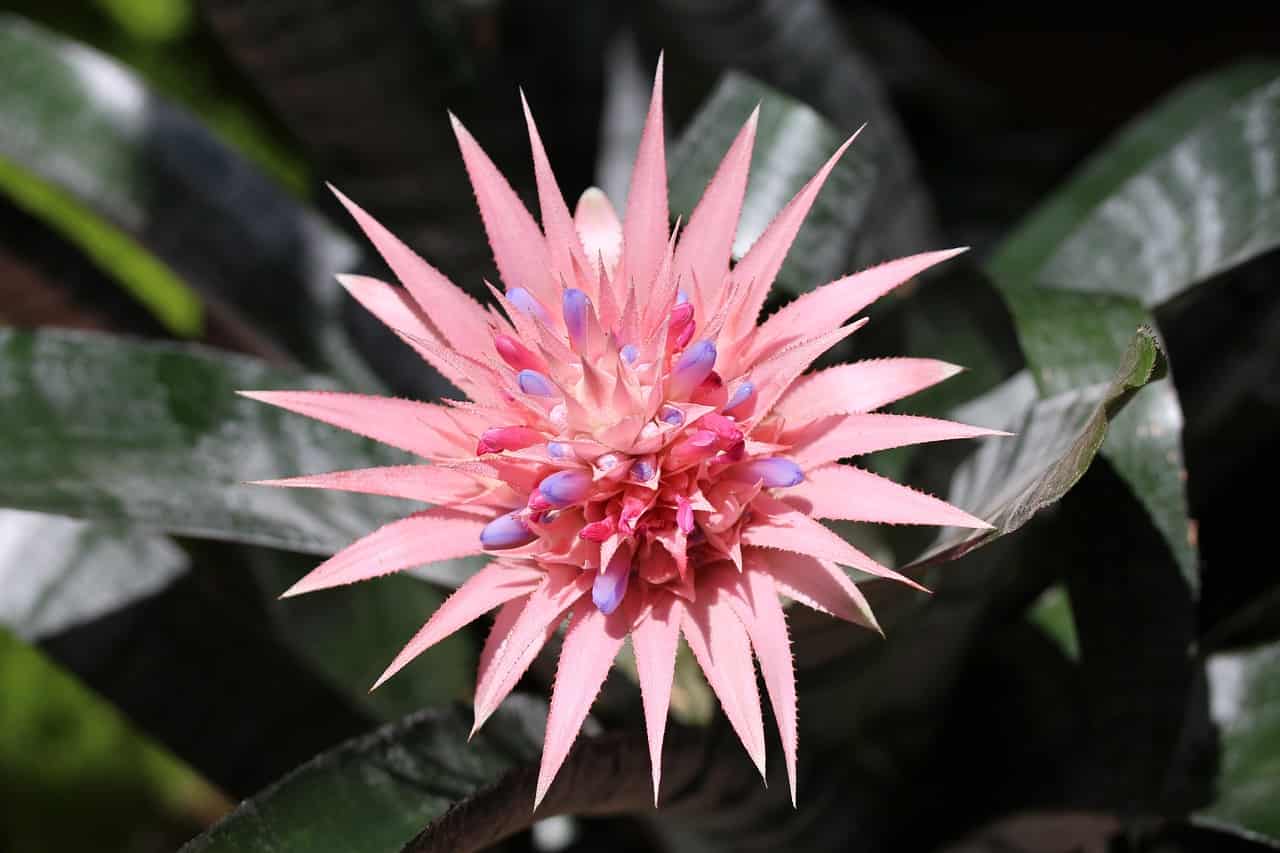 bromeliad with pink flower