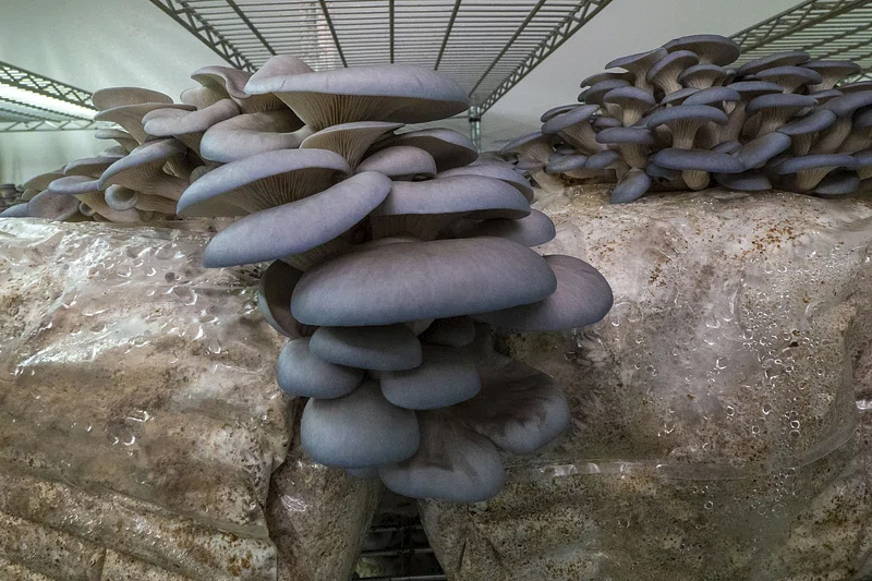 Mushroom Substrate