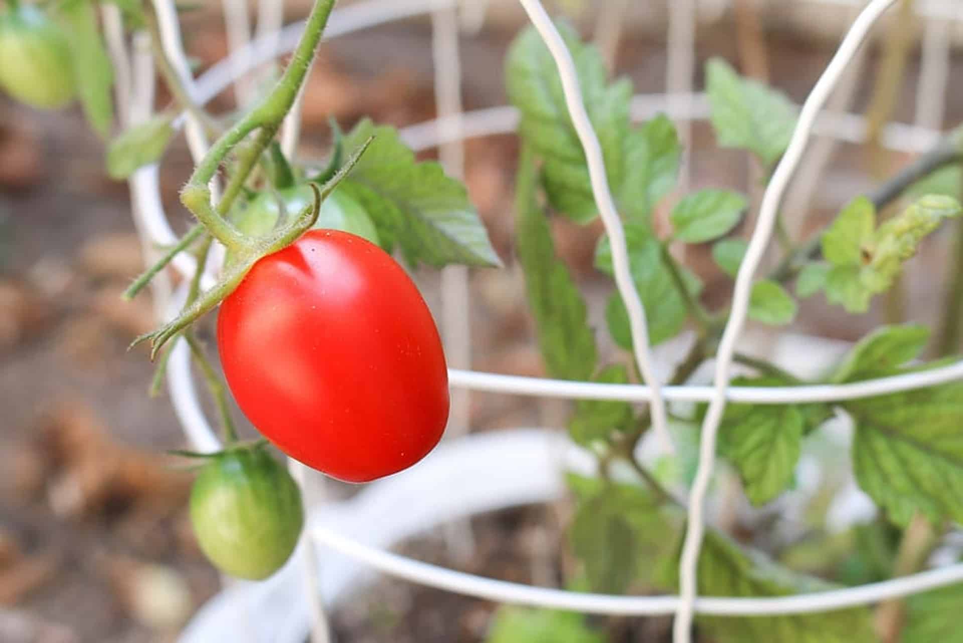 tomatoe plant in a cage