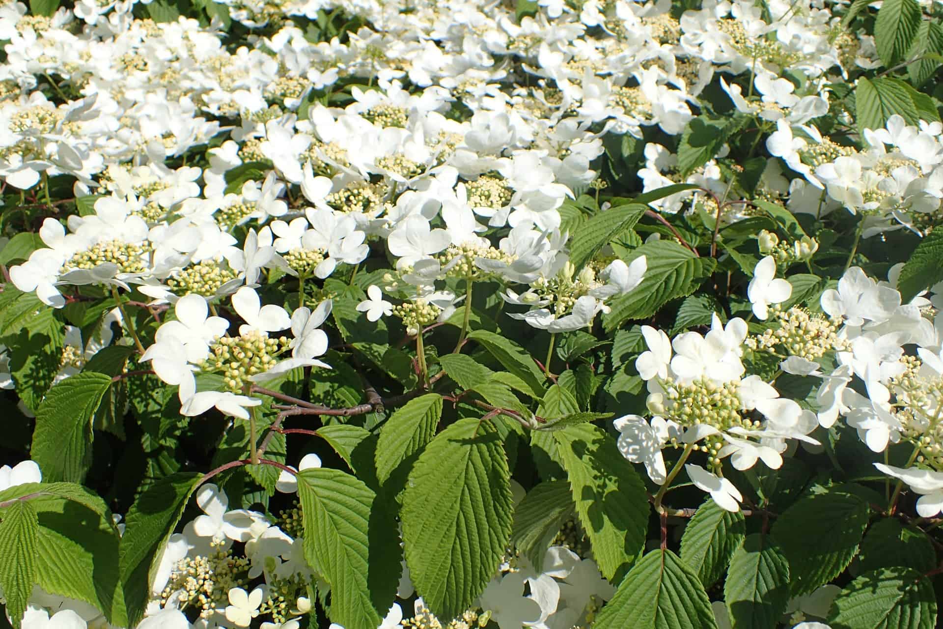 Doublefile Viburnum Care Guide Plantly