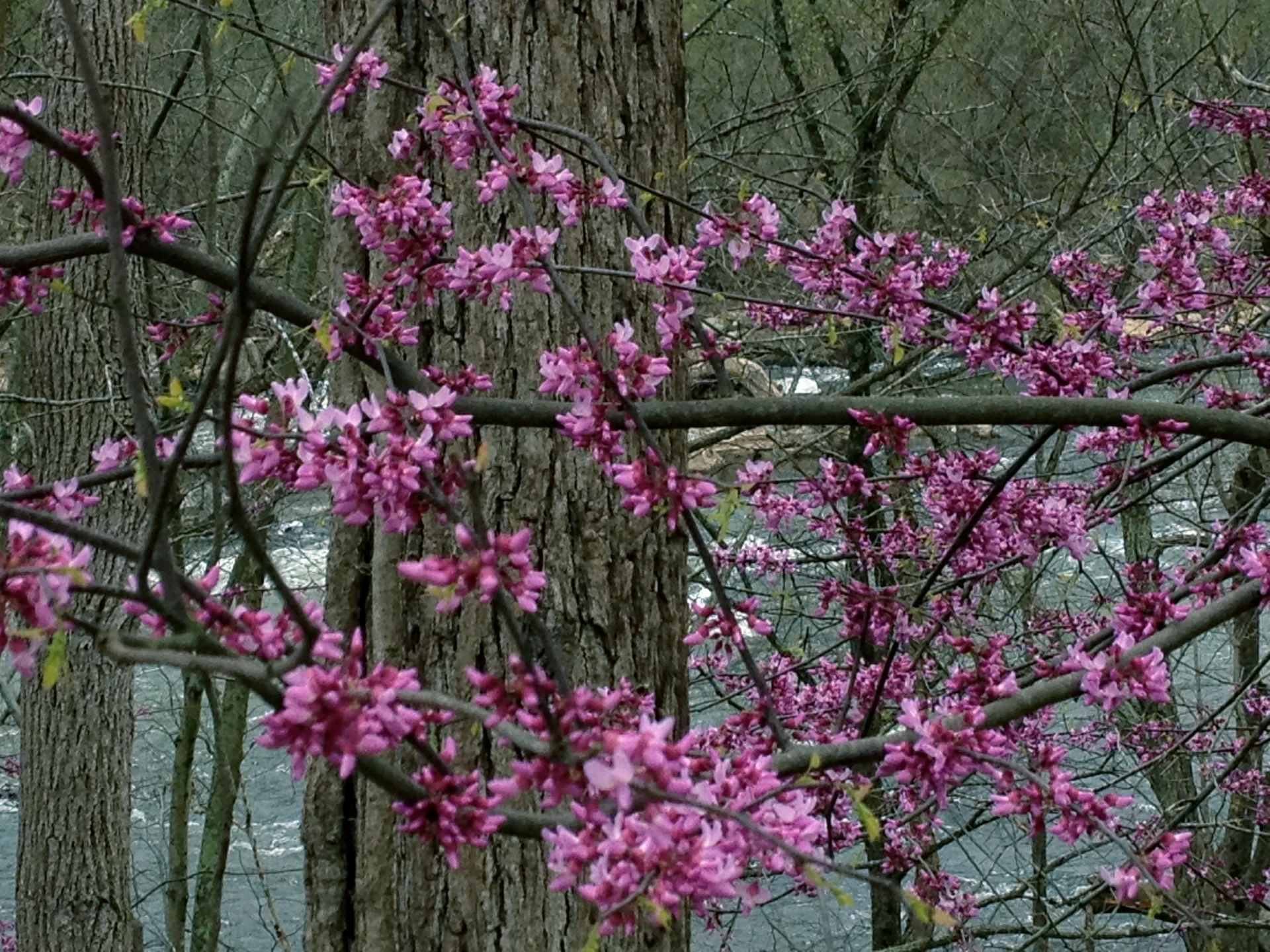 Ruby Falls Redbud Plant Care Guide | Plantly