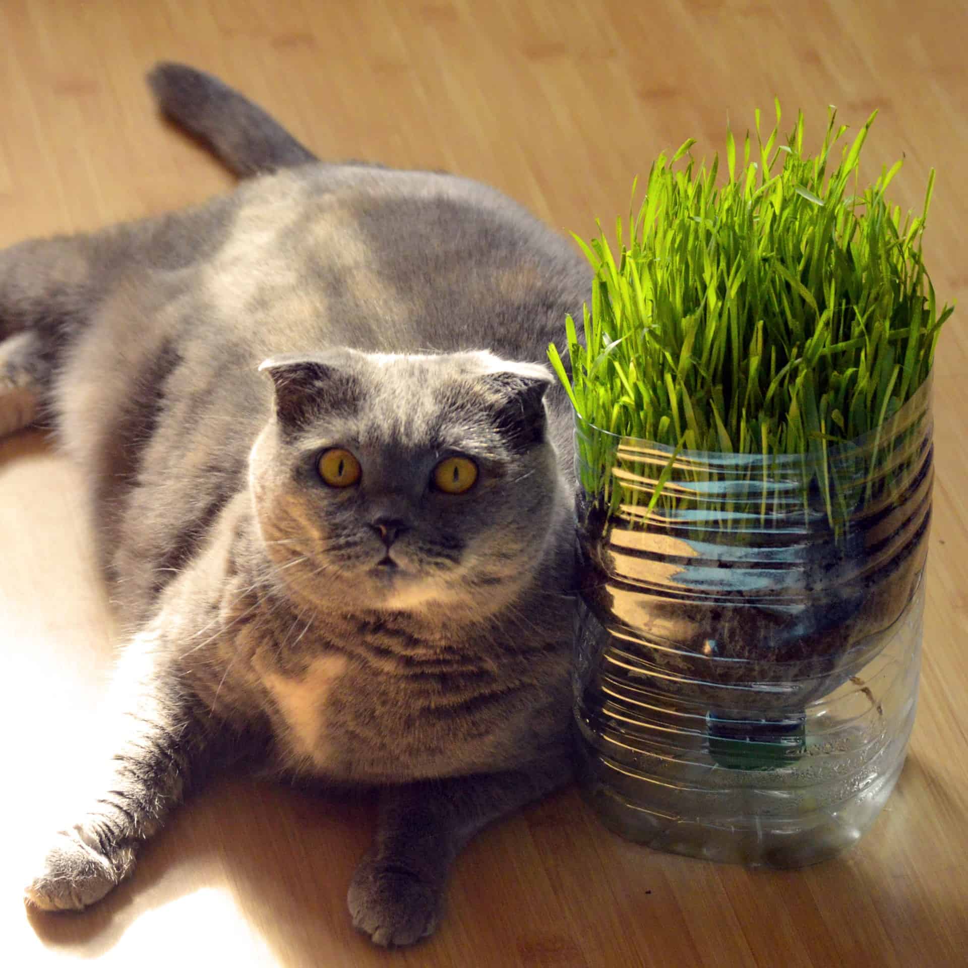 cat sitting near a catgrass under bright, indirect light