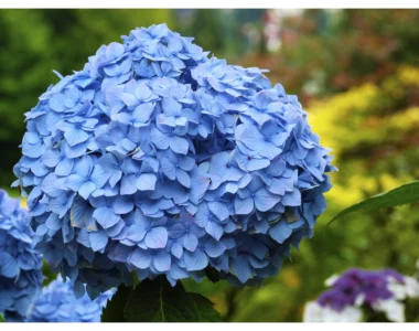 Nikko Blue Hydrangea with blue flowers