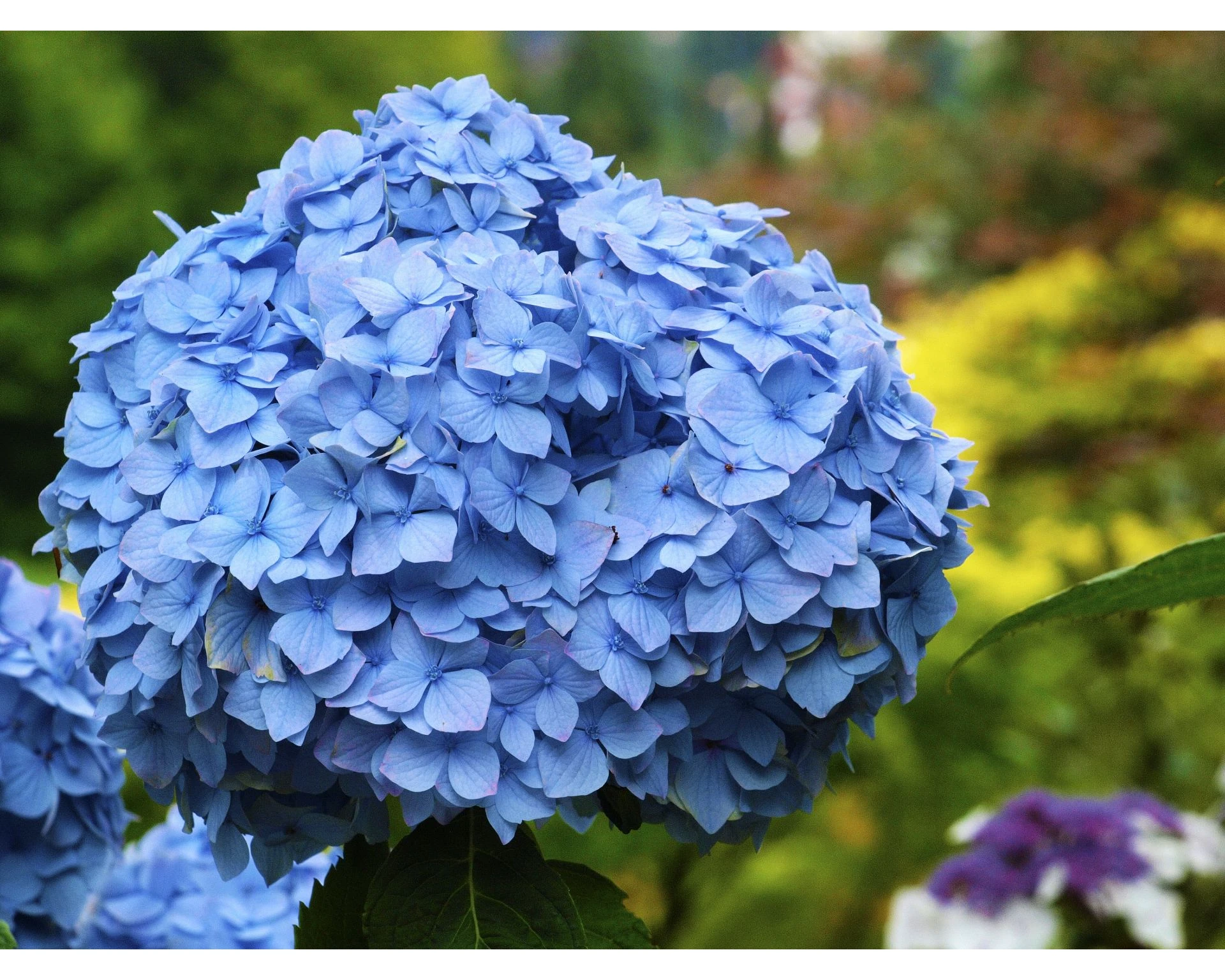 Nikko Blue Hydrangea Care Guide Plantly