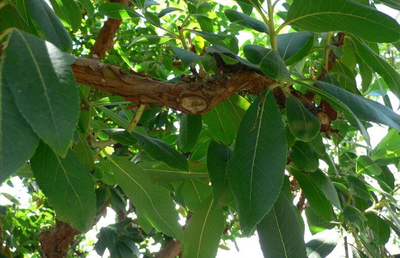 arbutus marina tree