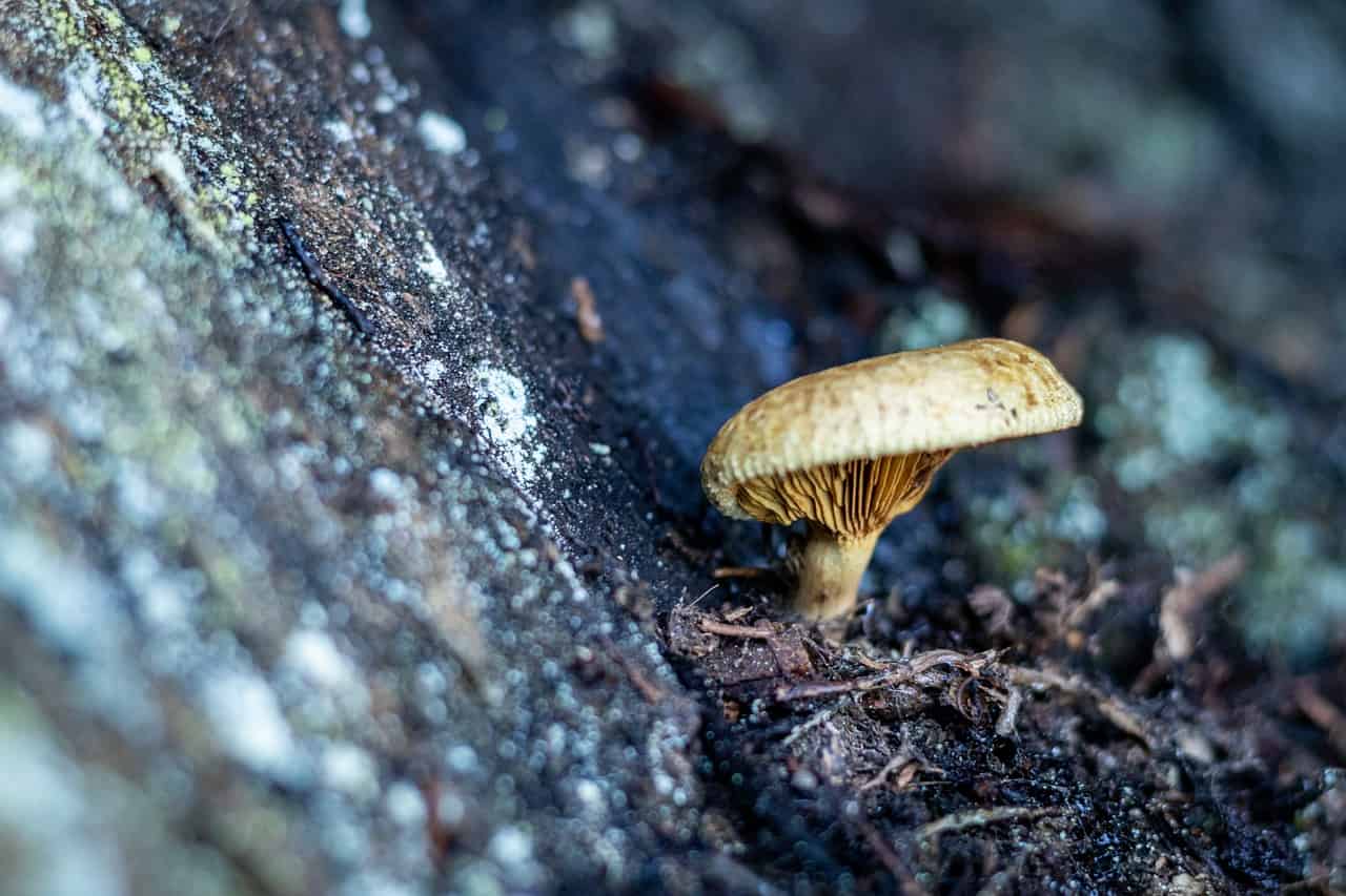 mushroom compost