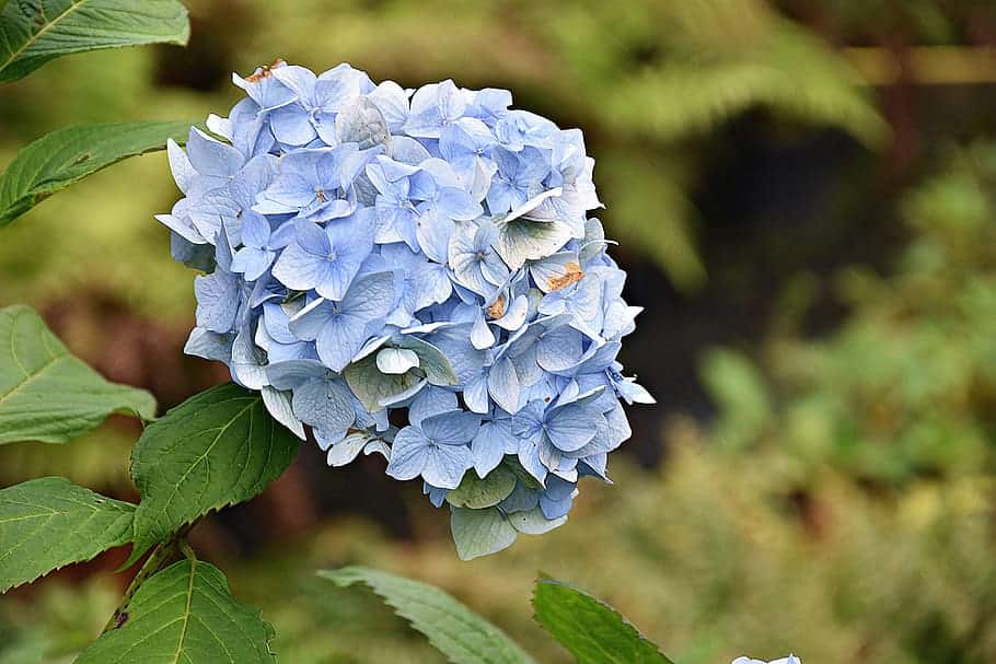 Nikko Blue Hydrangea Care Guide Plantly