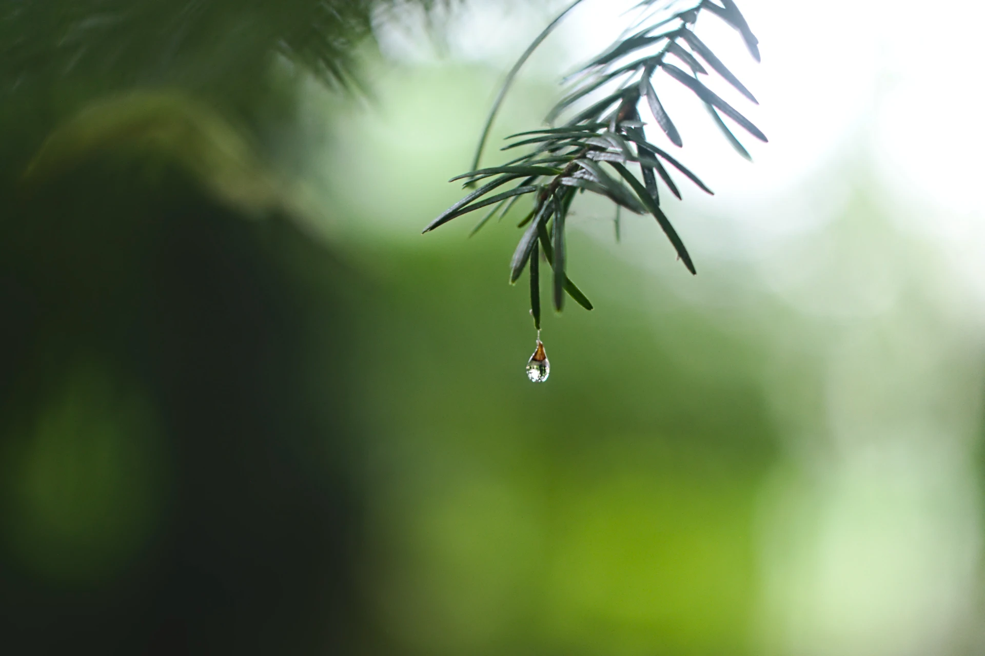 rainwater benefits for your plants