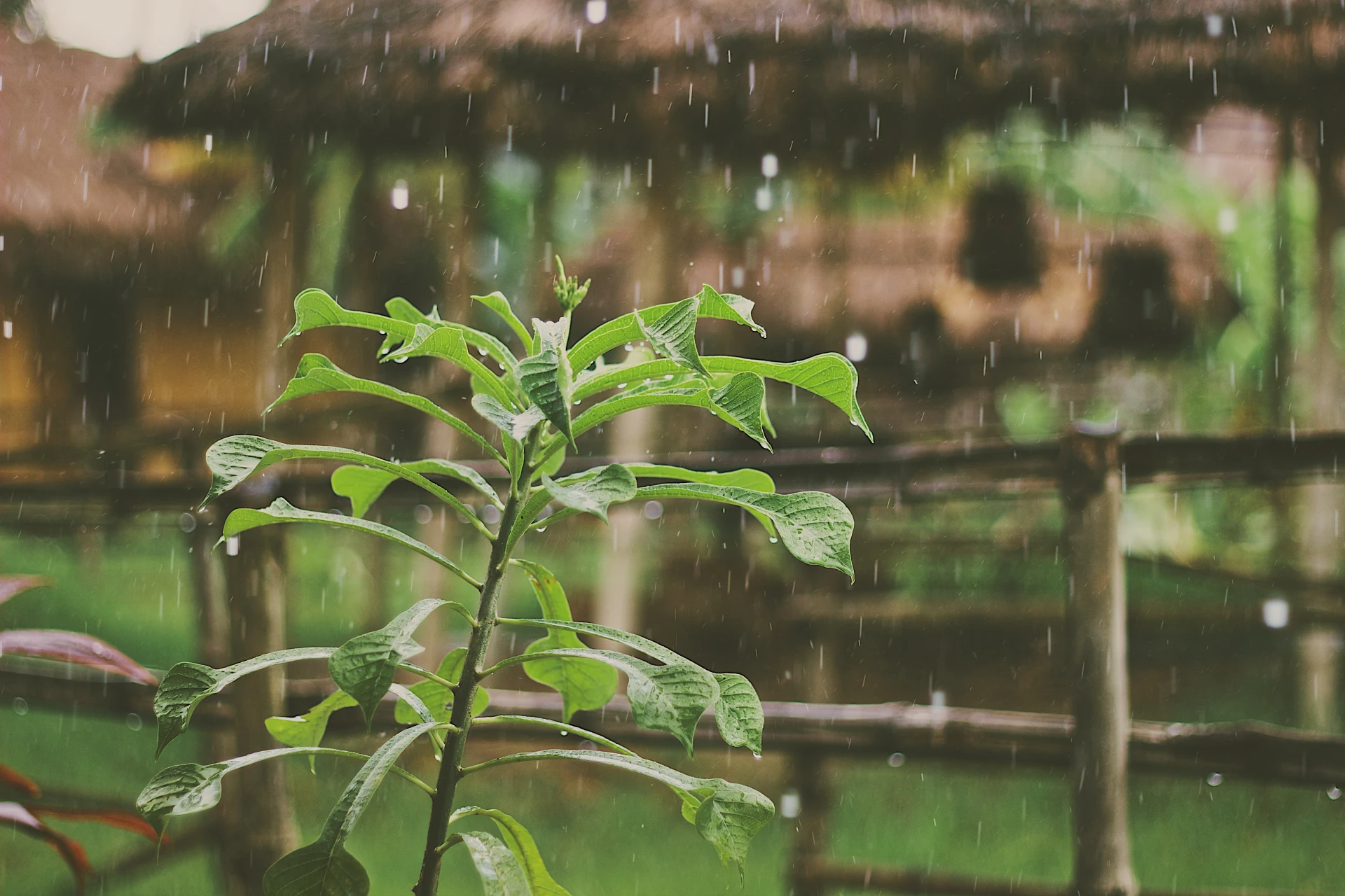 rainwater benefits for the plants