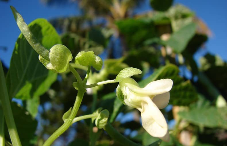 flowering grean beans under full sun