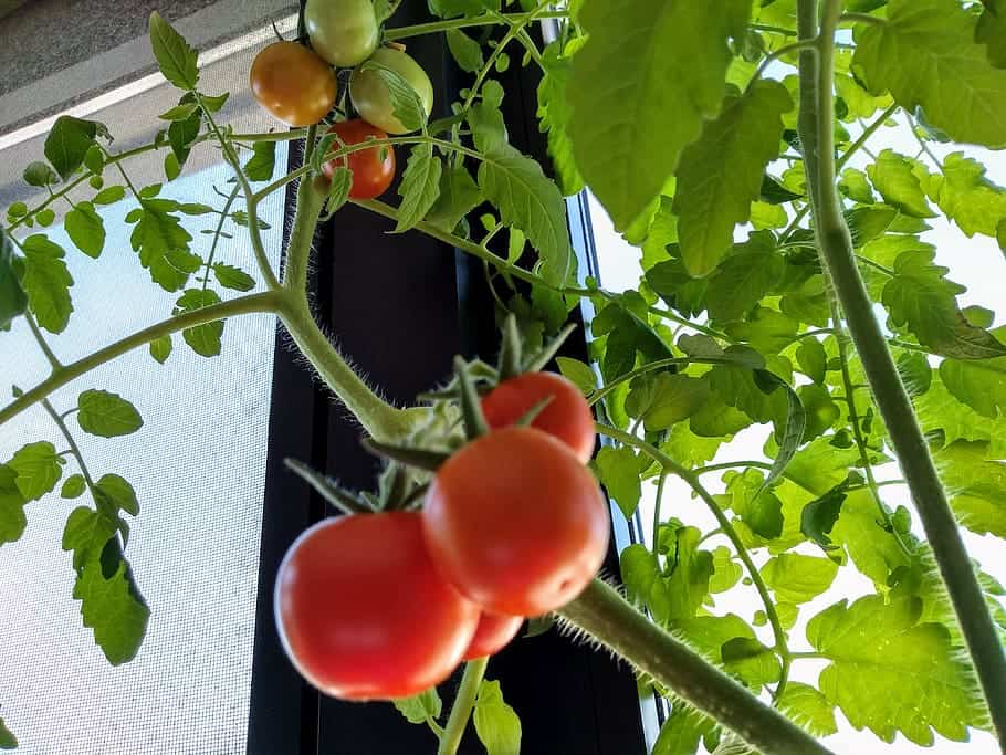 tomato plant with fruits