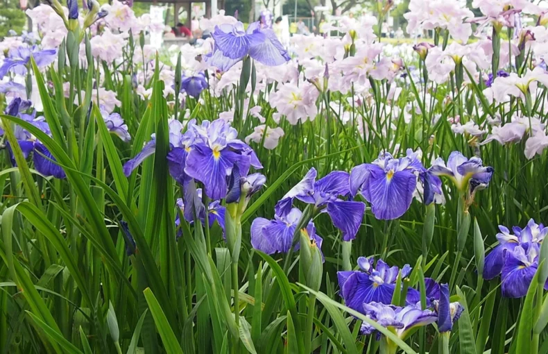 captivating flowers of japanese iris