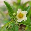 Fanpetal plant with white blooms