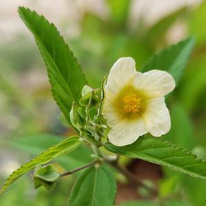 Fanpetal | Wireweed | Sida Ulmifolia | FL Native