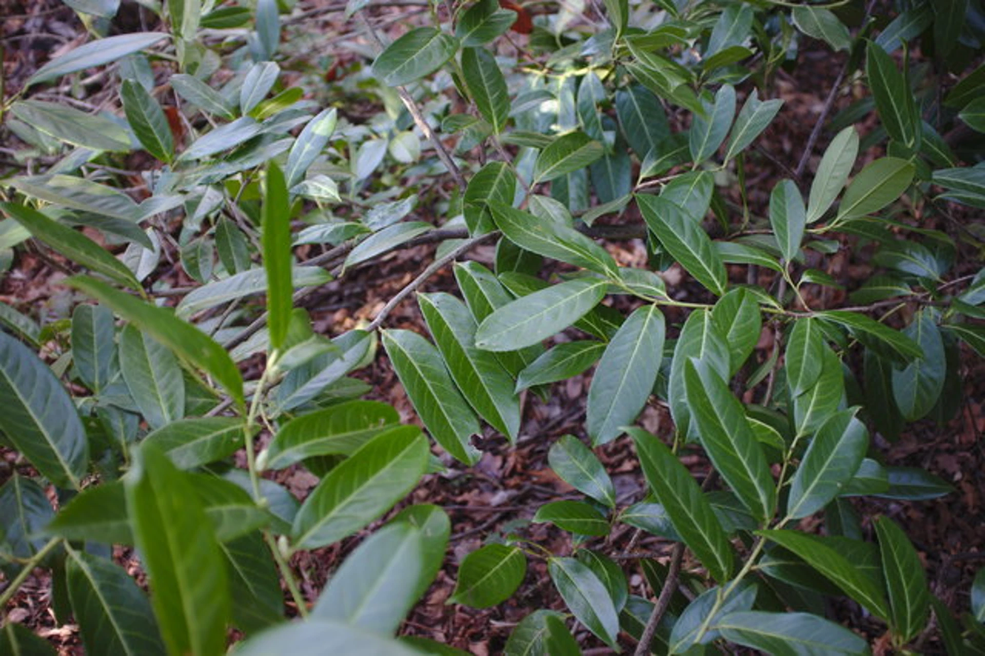 Tips to Grow and Care for Bay Laurel Trees Plantly
