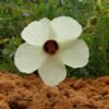 Pineland Hibiscus | 50+ Seeds | Hibiscus Aculeatus | Florida