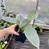 Philodendron Silver Sword Hastatum 4" Tall Pot Live Plant