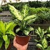 Dieffenbachia Amy Indoor Plant - Easy Care and Air Purifying | 6-inch pot