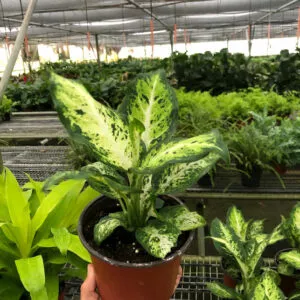 Dieffenbachia Amy Indoor Plant - Easy Care and Air Purifying | 6-inch pot