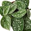 Satin Pothos Plant | Easy Care Houseplant | Low Light Plant | Air Purifying Plant