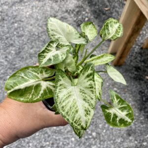 Syngonium or Arrowhead Plant White Butterfly Variegated 4 Inch Pot Large