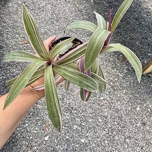 Oyster Plant Tradescantia spathacea Moses in the Cradle 4" Pot Li