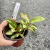 Hoya Krimson Princess 4 Inch Pot Live Starter Plant