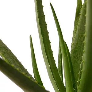 Aloe Vera Plant | Easy-to-Grow Succulent Plant