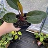 Philodendron Imperial Red 4 inch pot| Starter Plant