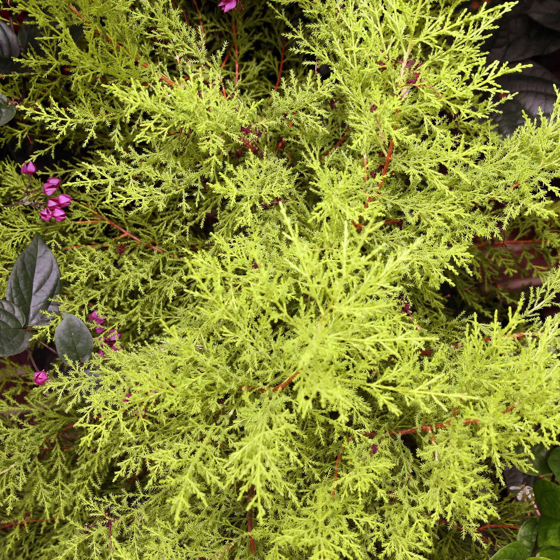 "Goldcrest" Lemon Cypress Tree Care Guide Plantly