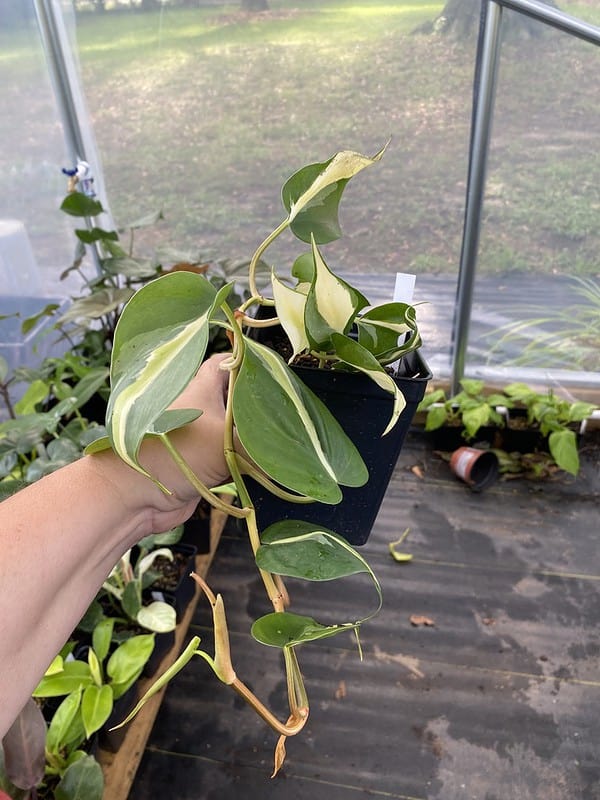 Philodendron Philodendron Hederaceum Silver Stripe 2.5 Inch Tall