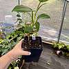 Philodendron Hederaceum Green Lemon 4" Tall Pot Live Plant