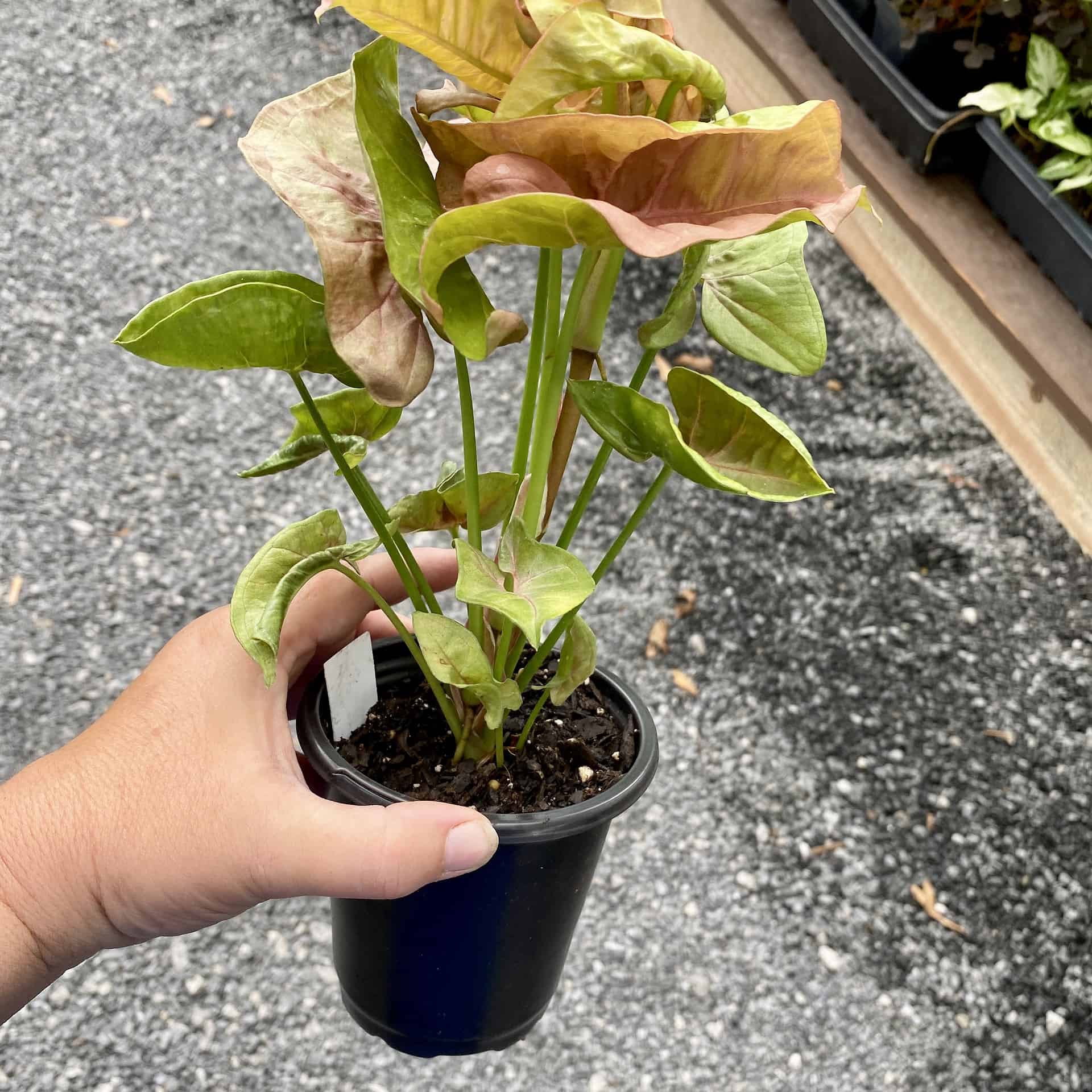 Syngonium or Arrowhead Plant Berry Allusion 4 Inch Tall Pot