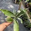 Fern Staghorn or Platycerium Bifurcatum Netherlands 4 inch Pot Live Plant