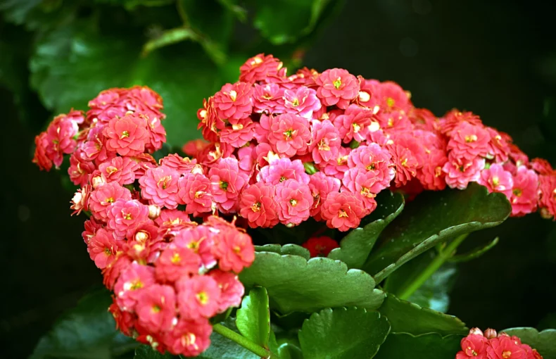 gorgeous flowers of calandiva