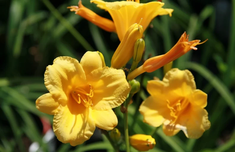 beautiful yellow blooms of stella d'oro daylily