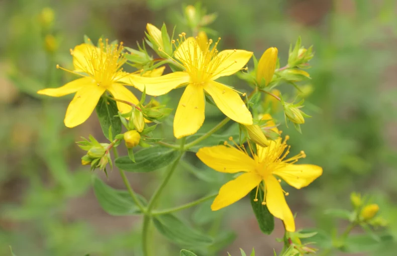 beautiful yellow flowers of st john's wort