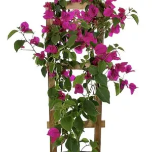 30" High Live Plant Bougainvillea Vine with Pot & Trellis Assorted Colors