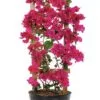Deep Pink Live Plant Bougainvillea Vine 6" Pot Trellis