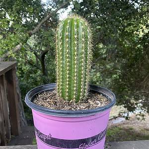 Trichocereus Grandiflorus Live Rooted Cactus 8”