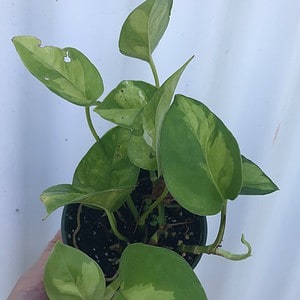 Global Green Pothos, Epipremnum Aureum in 3" pot