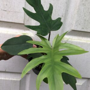 Philodendron Mayoi Plant in 4" pot, philodendron Tahiti
