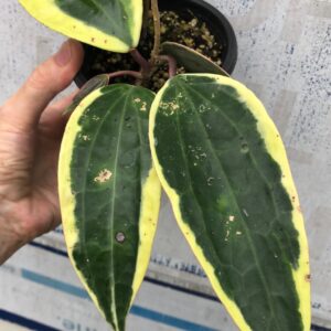 Hoya Macrophylla Variegata - Wax Plant potted in 4"