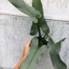 Philodendron Hastatum 'Silver Sword' Plant in 4" pot