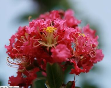 striking blooms of tuscarora crape myrtle