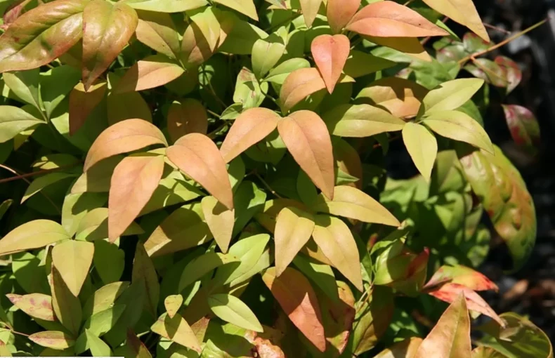 striking foliage of firepower nandina