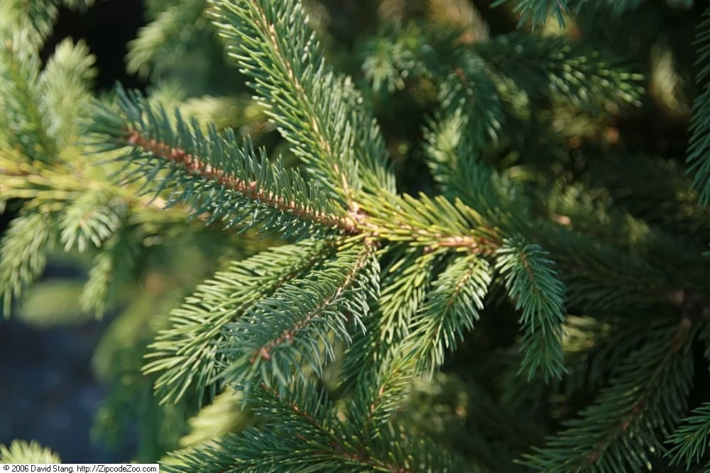 Black Hills Spruce Tree Care Plantly