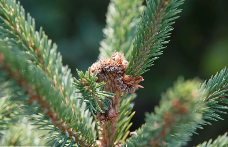 Black Hills Spruce Tree FOLIAGE
